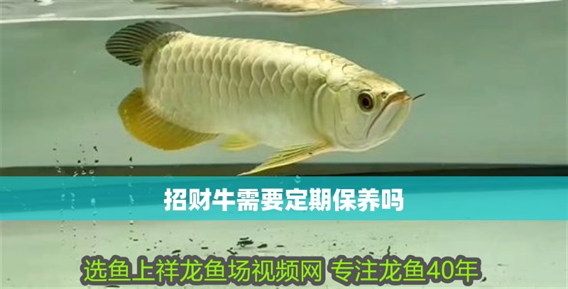 招財(cái)牛需要定期保養(yǎng)嗎