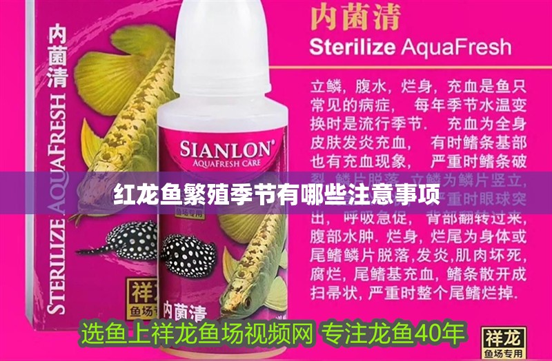 紅龍魚繁殖季節(jié)有哪些注意事項