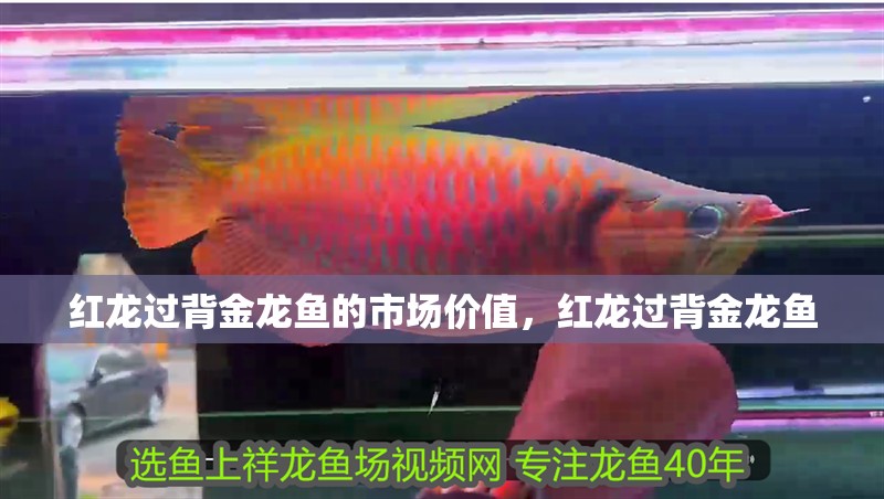 紅龍過(guò)背金龍魚的市場(chǎng)價(jià)值，紅龍過(guò)背金龍魚