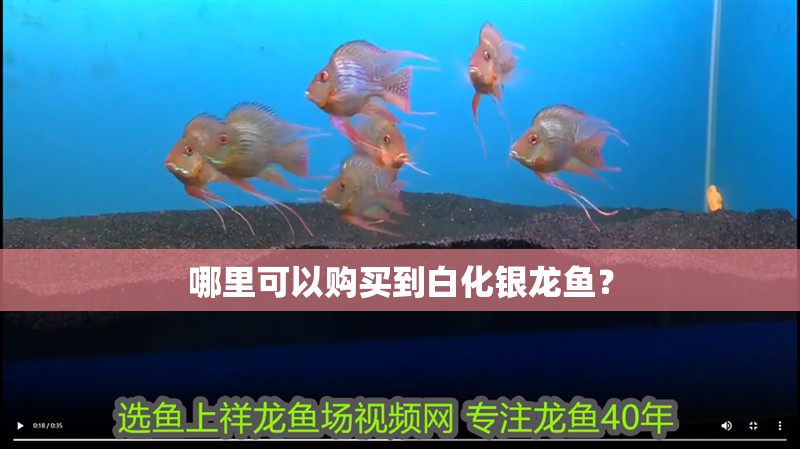 哪里可以購買到白化銀龍魚？