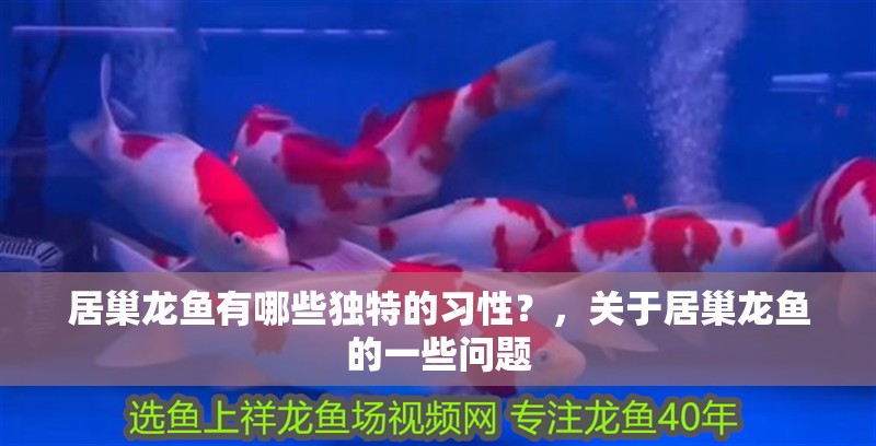 居巢龍魚有哪些獨特的習性？，關于居巢龍魚的一些問題