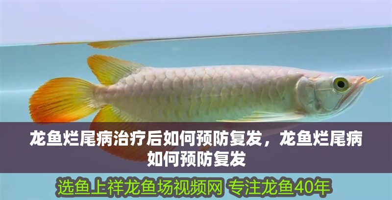 龍魚爛尾病治療后如何預防復發，龍魚爛尾病如何預防復發