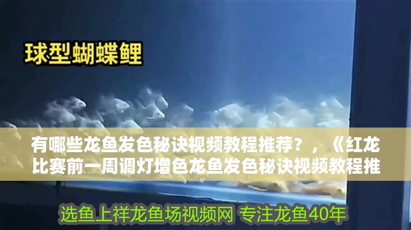 有哪些龍魚發色秘訣視頻教程推薦？，《紅龍比賽前一周調燈增色龍魚發色秘訣視頻教程推薦”