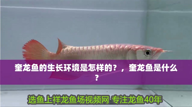 奎龍魚的生長環境是怎樣的？，奎龍魚是什么？