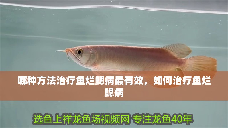哪種方法治療魚爛鰓病最有效，如何治療魚爛鰓病