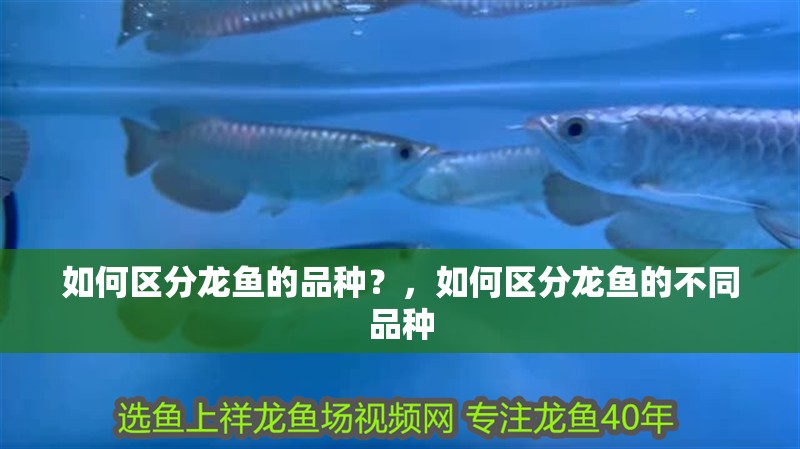 如何區(qū)分龍魚的品種？，如何區(qū)分龍魚的不同品種