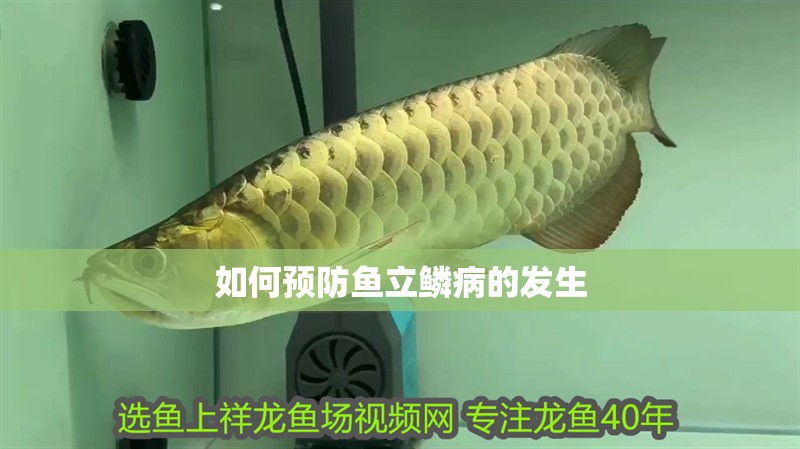 如何預防魚立鱗病的發生