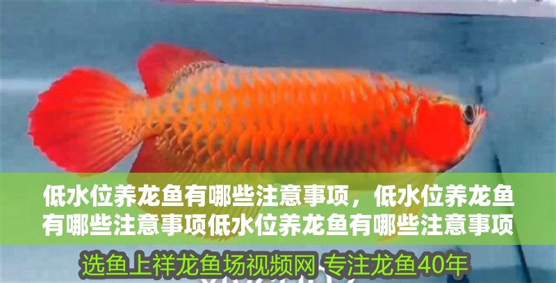低水位養龍魚有哪些注意事項，低水位養龍魚有哪些注意事項低水位養龍魚有哪些注意事項