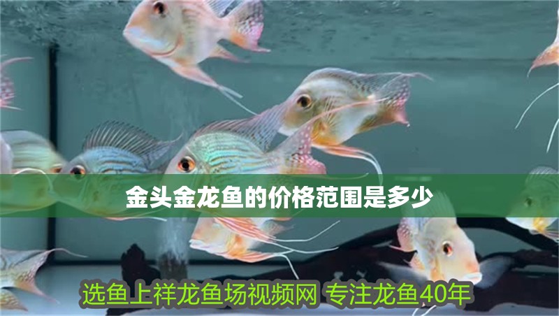 金頭金龍魚的價格范圍是多少