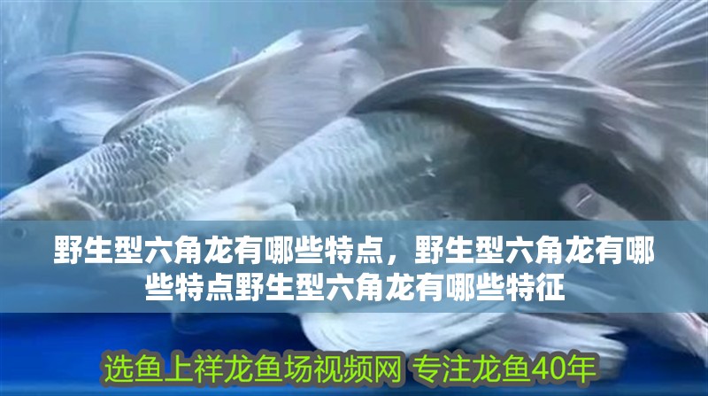 野生型六角龍有哪些特點，野生型六角龍有哪些特點野生型六角龍有哪些特征