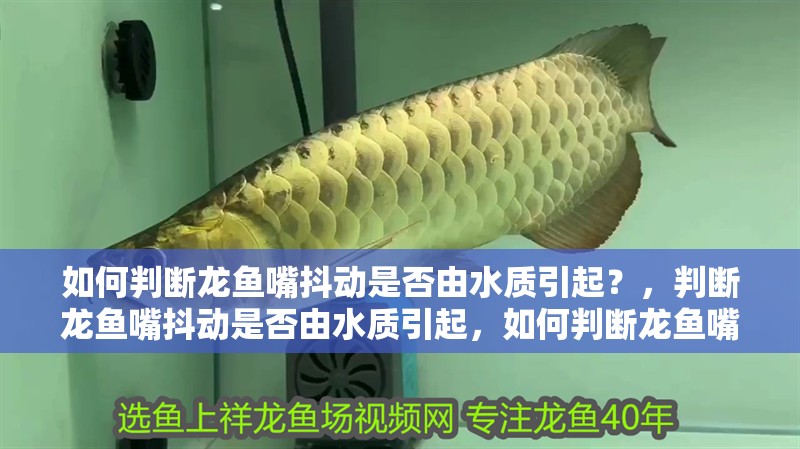 如何判斷龍魚嘴抖動是否由水質引起？，判斷龍魚嘴抖動是否由水質引起，如何判斷龍魚嘴抖是否由水質引起