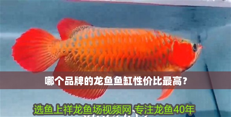 哪個品牌的龍魚魚缸性價比最高？
