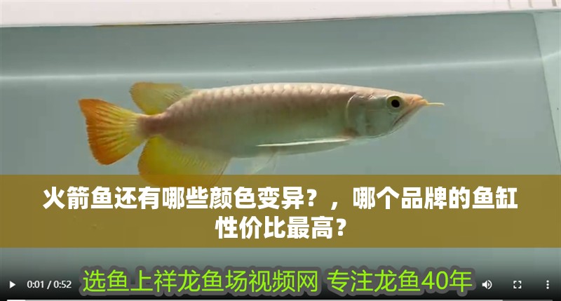 火箭魚還有哪些顏色變異？，哪個品牌的魚缸性價比最高？