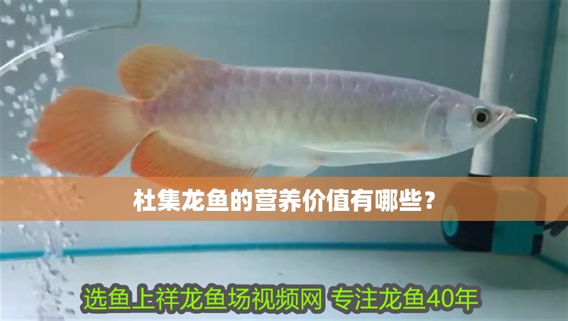 杜集龍魚的營養價值有哪些？