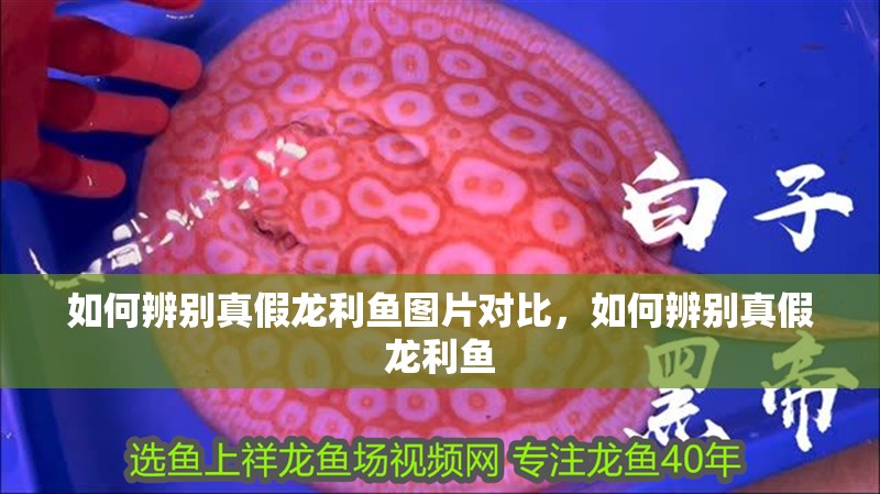 如何辨別真假龍利魚圖片對比，如何辨別真假龍利魚