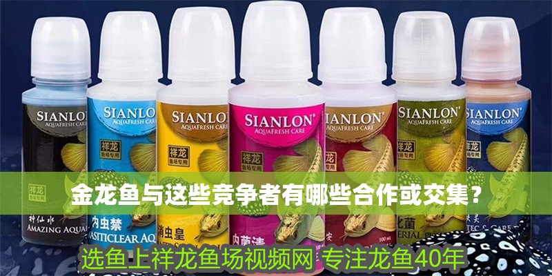 金龍魚與這些競爭者有哪些合作或交集？