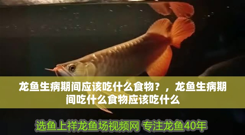 龍魚生病期間應該吃什么食物？，龍魚生病期間吃什么食物應該吃什么