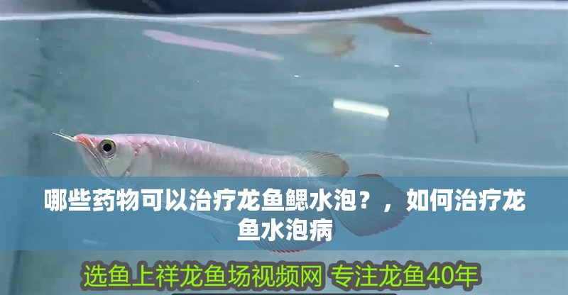 哪些藥物可以治療龍魚鰓水泡？，如何治療龍魚水泡病