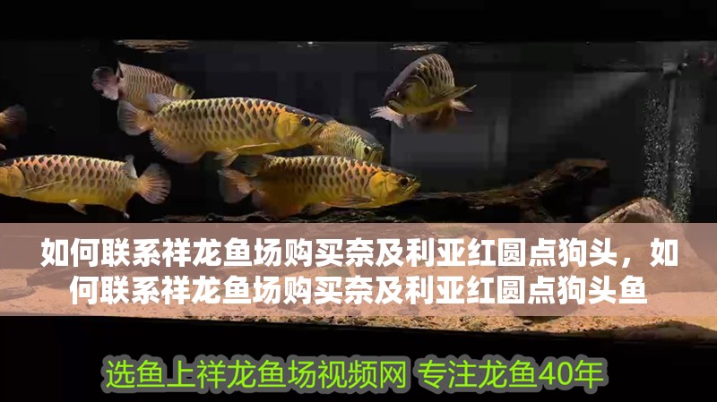如何聯(lián)系祥龍魚場(chǎng)購(gòu)買奈及利亞紅圓點(diǎn)狗頭，如何聯(lián)系祥龍魚場(chǎng)購(gòu)買奈及利亞紅圓點(diǎn)狗頭魚