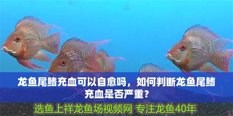 龍魚尾鰭充血可以自愈嗎，如何判斷龍魚尾鰭充血是否嚴重？