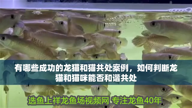 有哪些成功的龍貓和貓共處案例，如何判斷龍貓和貓咪能否和諧共處