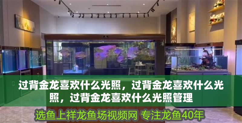 過背金龍喜歡什么光照，過背金龍喜歡什么光照，過背金龍喜歡什么光照管理