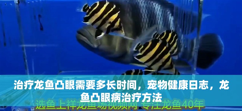 治療龍魚凸眼需要多長時間，寵物健康日志，龍魚凸眼病治療方法