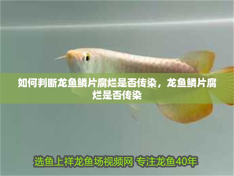 如何判斷龍魚鱗片腐爛是否傳染，龍魚鱗片腐爛是否傳染