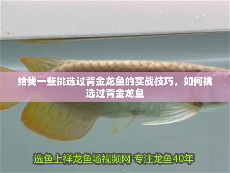 給我一些挑選過背金龍魚的實戰技巧，如何挑選過背金龍魚