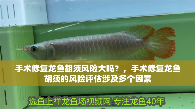 手術修復龍魚胡須風險大嗎？，手術修復龍魚胡須的風險評估涉及多個因素