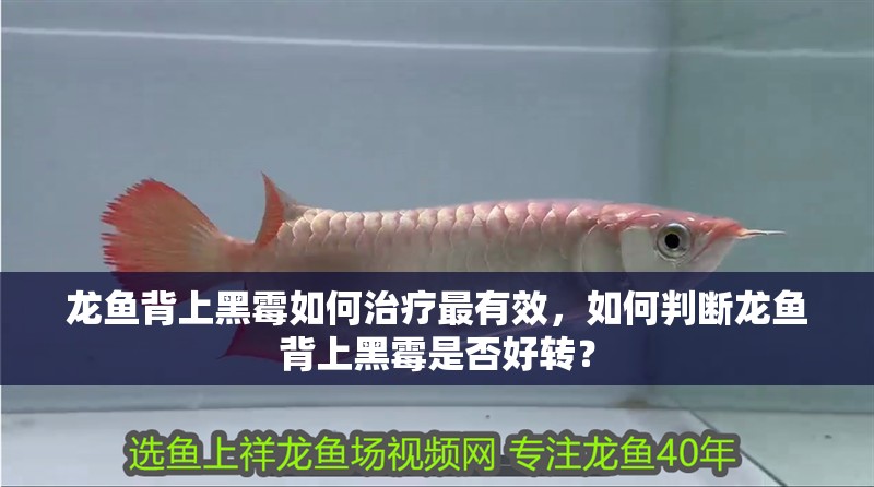 龍魚背上黑霉如何治療最有效，如何判斷龍魚背上黑霉是否好轉？