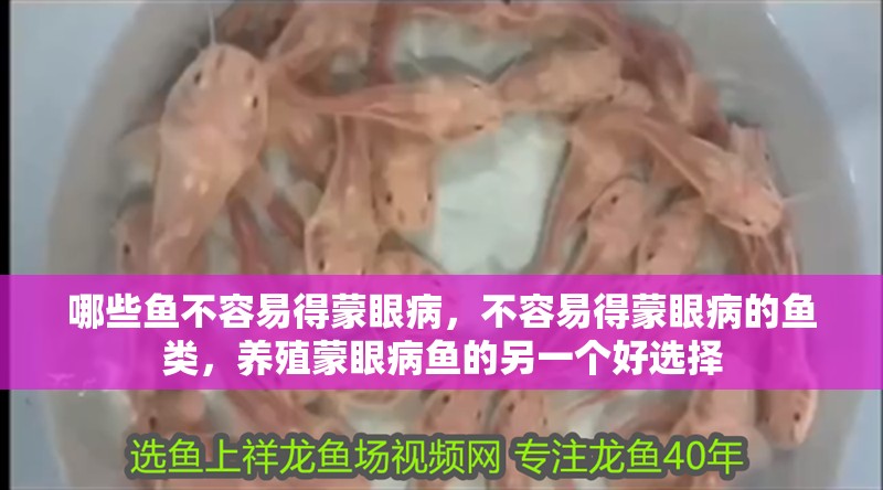 哪些魚不容易得蒙眼病，不容易得蒙眼病的魚類，養(yǎng)殖蒙眼病魚的另一個好選擇