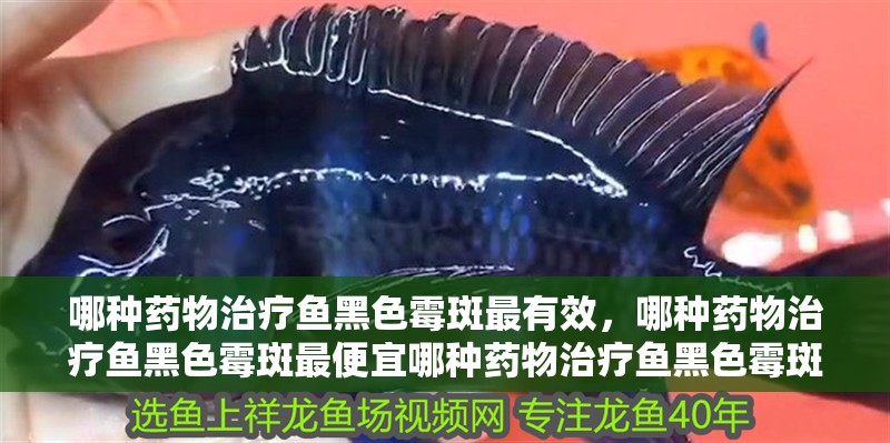 哪種藥物治療魚黑色霉斑最有效，哪種藥物治療魚黑色霉斑最便宜哪種藥物治療魚黑色霉斑最便宜