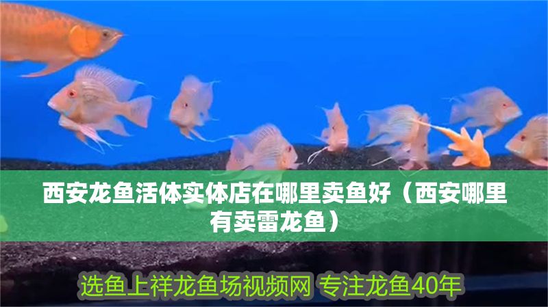 西安龍魚活體實體店在哪里賣魚好（西安哪里有賣雷龍魚）