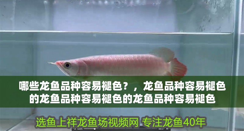 哪些龍魚品種容易褪色？，龍魚品種容易褪色的龍魚品種容易褪色的龍魚品種容易褪色