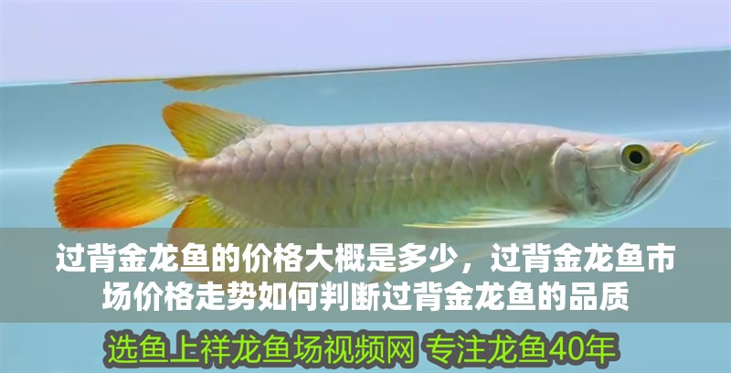過背金龍魚的價格大概是多少，過背金龍魚市場價格走勢如何判斷過背金龍魚的品質