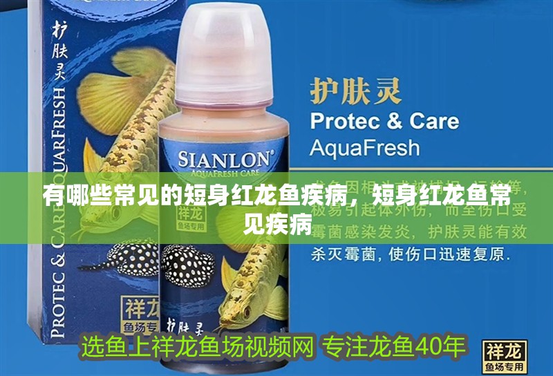 有哪些常見的短身紅龍魚疾病，短身紅龍魚常見疾病