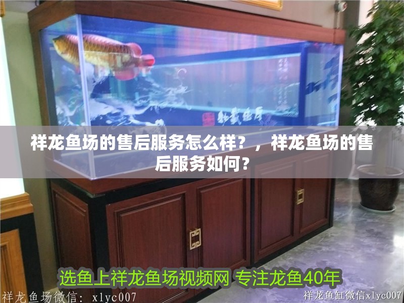 祥龍魚場的售后服務怎么樣？，祥龍魚場的售后服務如何？