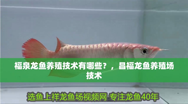 福泉龍魚養(yǎng)殖技術(shù)有哪些？，昌福龍魚養(yǎng)殖場技術(shù)