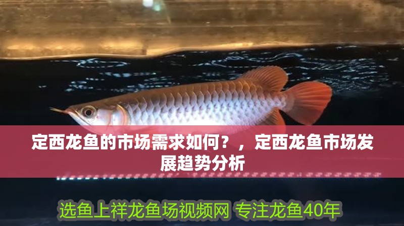 定西龍魚的市場需求如何？，定西龍魚市場發(fā)展趨勢分析