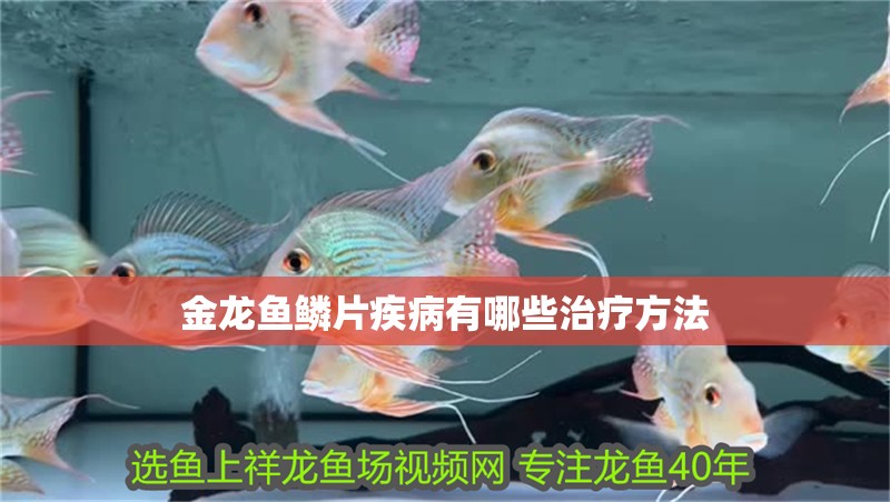 金龍魚鱗片疾病有哪些治療方法