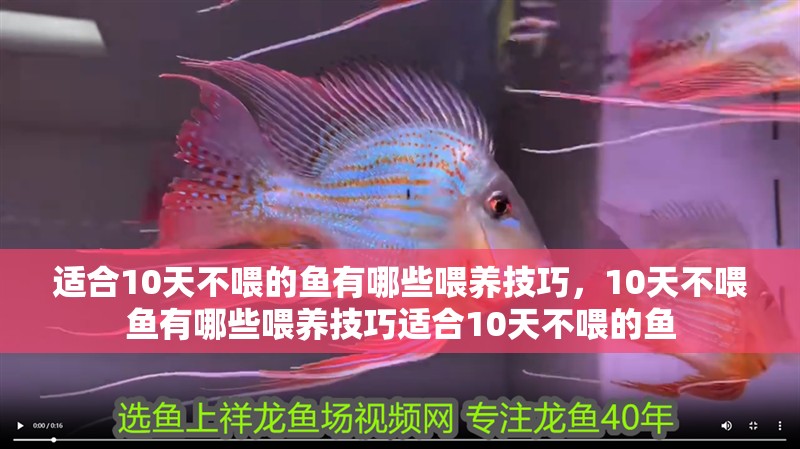 適合10天不喂的魚有哪些喂養技巧，10天不喂魚有哪些喂養技巧適合10天不喂的魚