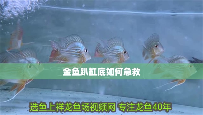 金魚趴缸底如何急救