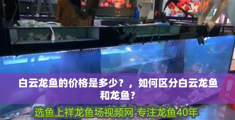 白云龍魚的價格是多少？，如何區分白云龍魚和龍魚？