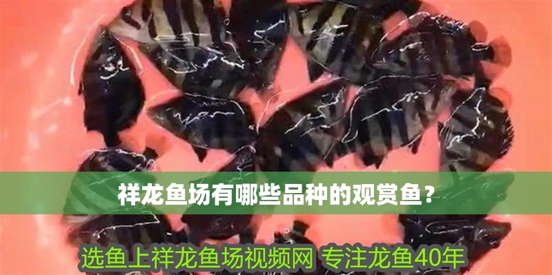 祥龍魚場有哪些品種的觀賞魚？