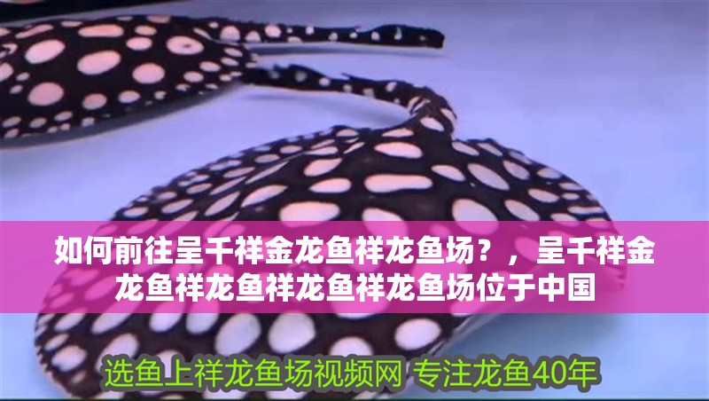 如何前往呈千祥金龍魚祥龍魚場？，呈千祥金龍魚祥龍魚祥龍魚祥龍魚場位于中國