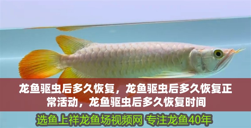 龍魚驅蟲后多久恢復，龍魚驅蟲后多久恢復正常活動，龍魚驅蟲后多久恢復時間