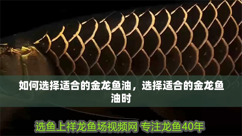 如何選擇適合的金龍魚油，選擇適合的金龍魚油時