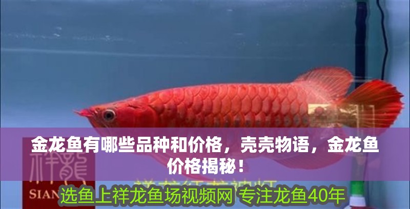 金龍魚有哪些品種和價(jià)格，殼殼物語，金龍魚價(jià)格揭秘！