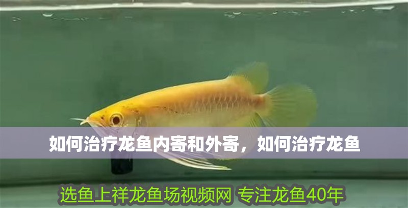 如何治療龍魚內(nèi)寄和外寄，如何治療龍魚